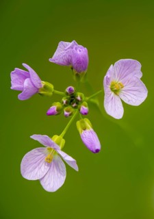 Brassicaceae, cardamine pratensis, cruciferous vegetables, bubbleweed, meadowfoam, cuckooflower,