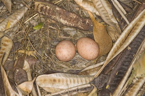 Pauraque Nyctidromus albicollis Bentsen-Rio Grande State Park, Texas, United States 2 April Eggs