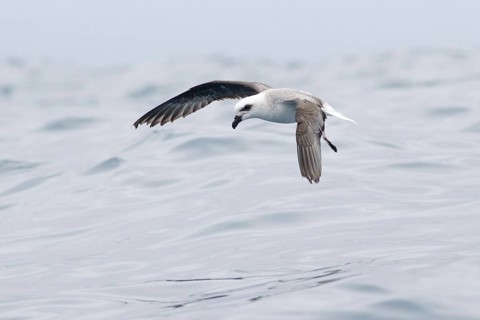 White-headed Petrel (Pterodroma lessonii) flying, Victoria, Australia