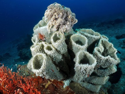 Variety of spiny tube sponge (Callyspongia (Cladochalina) aerizusa) and feather stars in the