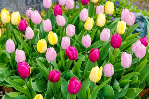 Gönningen tulip blossom, historic Gönningen cemetery, tulips (Tulipa), flowers, colourful, yellow,
