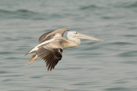 Pink-backed Pelican (Pelecanus rufescens) juvenile flying, Gambia