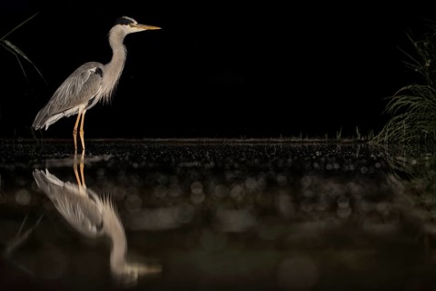 Grey Heron (Ardea cinerea), Hungary