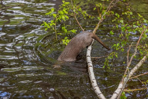 One Eurasian otter (Lutra lutra), jumping into the water from a birch tree branch lying in the