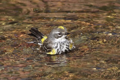 Myrtle Warbler (Setophaga coronata coronata) bathing, Saskatchewan, Canada