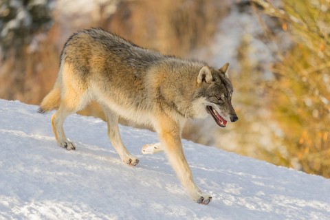 A young grey wolf (Canis lupus lupus) runs across the sloping, snow-covered meadow at the edge of a
