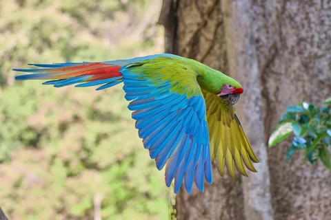 Great green macaw in flight (Ara ambiguus) Costa Rica