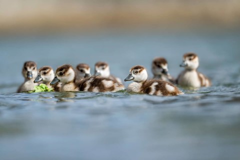 Egyptian goose (Alopochen aegyptiaca) chicks swimming on a lake, Bavaria, Germany