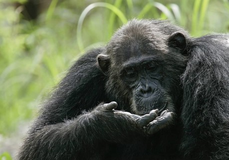 Ostafrikanischer Schimpanse (Pan troglodytes schweinfurthii) blickt neugierig in seine Hände, Gombe