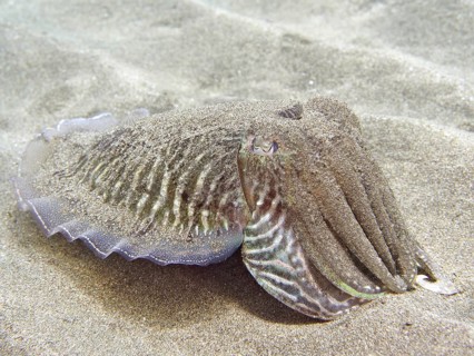 Common cuttlefish (Sepia officinalis)