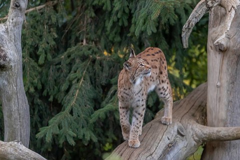One Eurasian lynx, (Lynx lynx), walking on a fallen tree. Frontal view with green vegetation in the