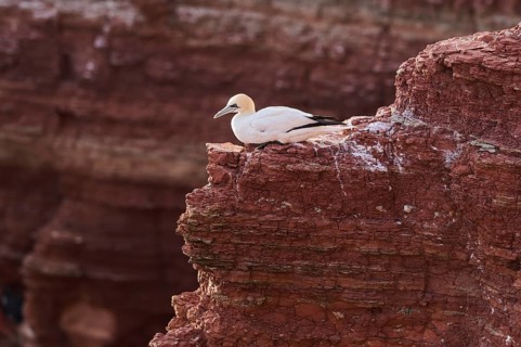 Northern gannet (Morus bassanus) lying on the cliff with the sea in the background, wildlife,
