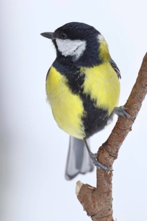 Great Tit (Parus major), sitting on a branch in front of a white background in winter, Wildlife,