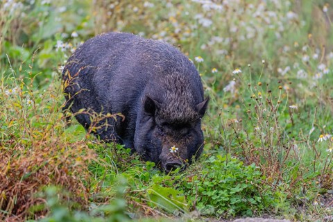 One Minipig, Sus scrofa domesticus, standing in a flowering meadow