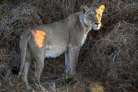 Lioness (Panthera leo) near Atzaró Camp, Okavango Delta, North-West District, Botswana