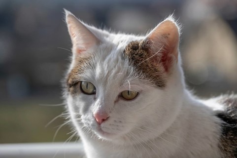 Portrait of a domestic cat (Felis catus), Bavaria, Germany