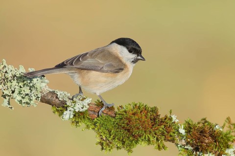 Marsh tit (Parus palustris), sitting on a branch overgrown with lichen and moss, Wildlife, Animals,