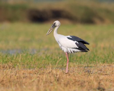 Asian Openbill (Anastomus oscitans), Phetchaburi, Thailand