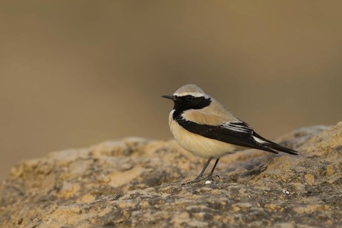 Desert Wheatear (Oenanthe deserti), Oman