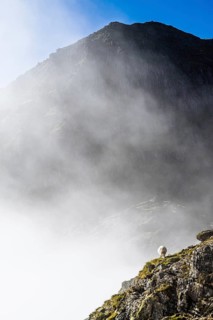 Sheep, Snowdon Massif, Snowdon Range, Snowdonia, North Wales, UK