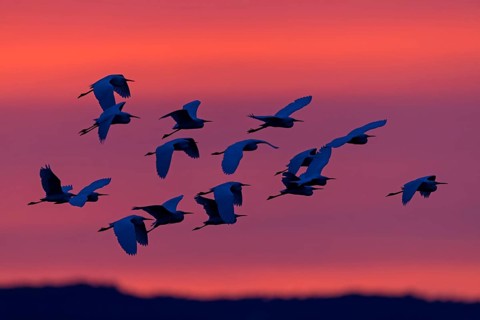 Seidenreiher, Little Egret, Egretta garzetta, Aigrette garzette, Garceta Común
