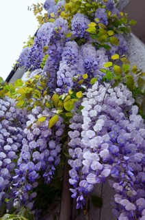 Chinese wisteria (Wisteria sinensis), Chinese blue rain, Chinese wisteria, wisteria wisteria,