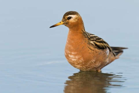 Red Phalarope (Phalaropus fulicarius), Alaska, USA