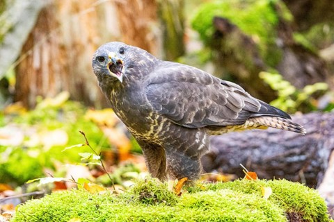 Common buzzard (Buteo buteo) Germany