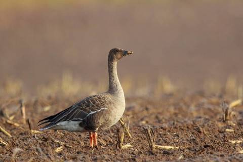 Tundra Bean Goose (Anser serrirostris rossicus) on field, North Rhine-Westphalia, Germany