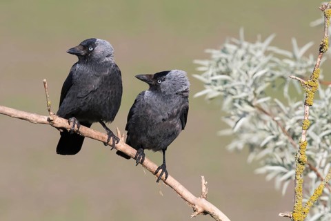 Western Jackdaw (Coloeus monedula) perched on a branch, Puszta, Hungary