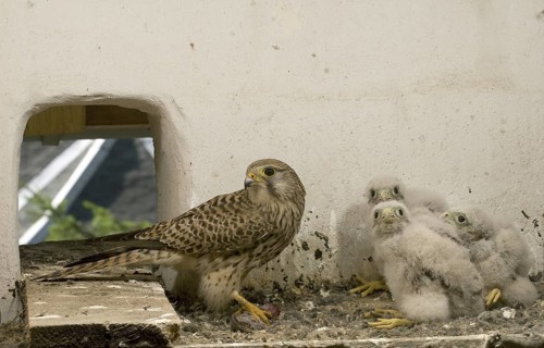 Common Kestrel (Falco tinnunculus) juvenile, Saxony, Germany