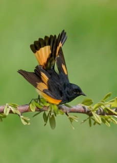 American Redstart (Setophaga ruticilla) male, Texas, USA
