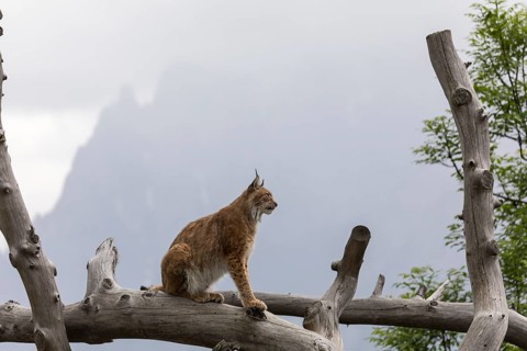 One Eurasian lynx, (Lynx lynx), standing high in a dead tree log. Mountains hide in grey mist in