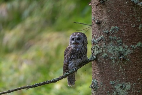 One tawny owl or brown owl (Strix aluco) sitting on a twig of a tree in the bavarian forest. Green