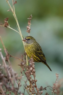 Black-chinned Seedeater (Crithagra scotops), Forest Seedeater, adult, male, foraging, on wait,