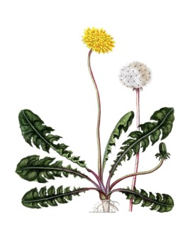 Leontodon taraxacum, dandelion, digital reproduction of a historical original, between 1790 and