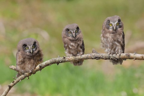 Great horned owl (Aegolius funereus), three branchlings sitting on a larch branch waiting to be