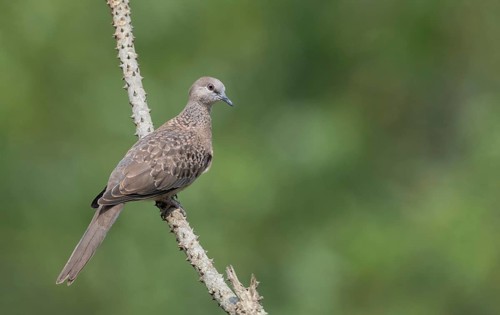 Spotted dove or eastern spotted dove (Spilopelia chinensis) on a tree branch, Sreepur, Gazipur,