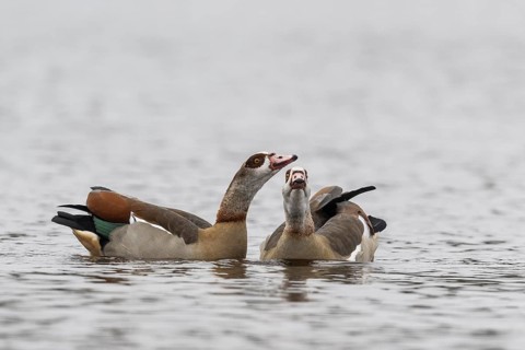 Egyptian geese (Alopochen aegyptiacus), swimming, Emsland, Lower Saxony, Germany