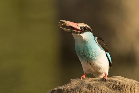 Blue-breasted Kingfisher (Halcyon malimbica), Gambia