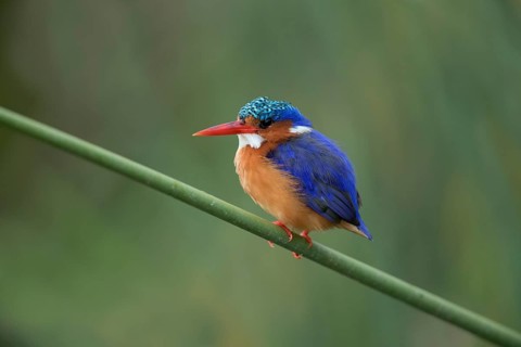 Malachite Kingfisher (Corythornis cristatus), Lake Hawassa, Ethiopia