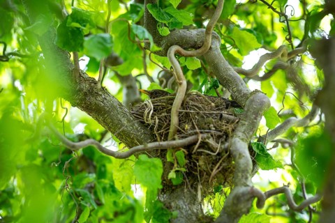 Blackbird (Turdus merula) sits in its well-hidden nest between branches, Germany