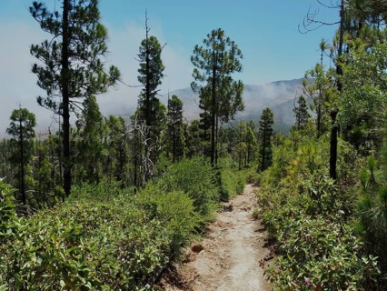 Clouds and blue sky above a path through a dense pine forest of Canary Island pines (Pinus