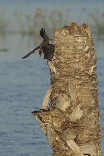 Boat-tailed Grackle (Quiscalus major) at nest, Florida, USA