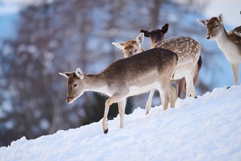 European fallow deer (Dama dama) does on a snowy meadow in the mountains in tirol, Kitzbühel,