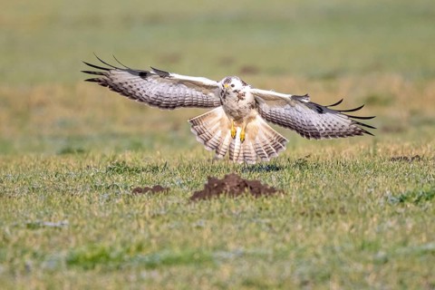 Common Buzzard (Buteo buteo) appproaching, North-Rhine Westphalia, Germany