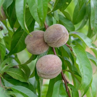 Peach (Prunus persica 'Roter Weinbergpfirsich'),  Germany
