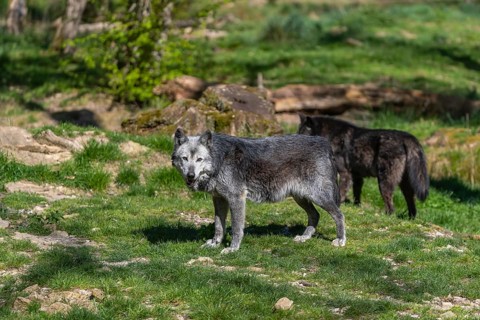 Two Timberwolves, Canis lupus lycaon, standing on an opening of a forest on green grass in bright