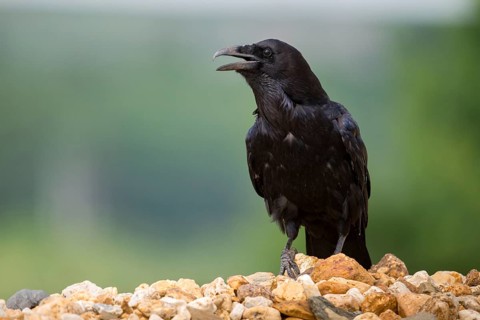 Corvus corax, ravens, birds, corvidae family of birds, passeri, corvids, songbirds, songbirds,