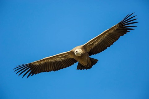 Griffon Vulture (Gyps fulvus) flying, Spain
